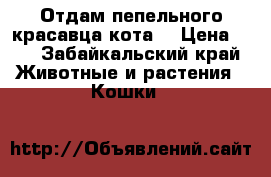 Отдам пепельного красавца кота. › Цена ­ 0 - Забайкальский край Животные и растения » Кошки   